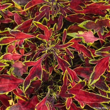 Coleus ColorBlaze Mini Me Watermelon