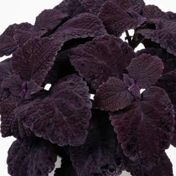 Coleus Copinto Manhattan