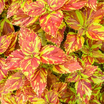 Solenostemon Golden Freckles