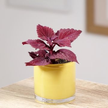 Coleus scutellarioides Second Street