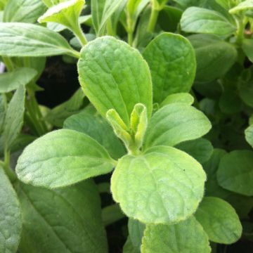 Coleus canina - deters dogs and cats - anti-cat plant