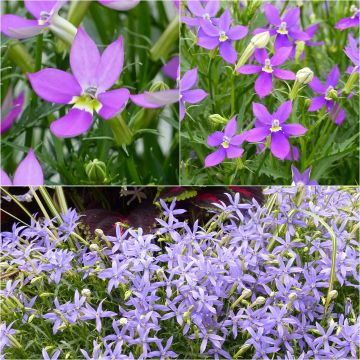 Collection of Three Laurentia (Isotoma)