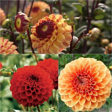 Neck 3 dahlias ball, warm shades