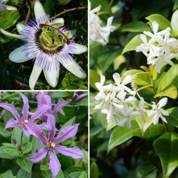 The Best Climbing Plants Collection