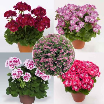 Collection of 5 Upright Geraniums
