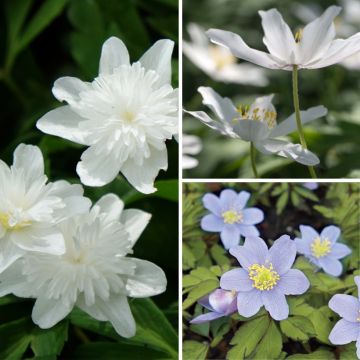 Wood Anemone Collection