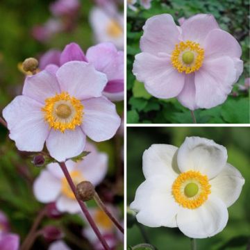 Collection of Japanese Anemones