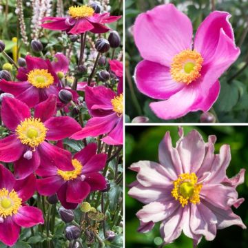 Collection of Dwarf Japanese Anemones