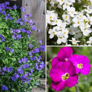 Aubrieta Collection for rockeries