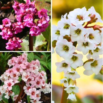 Bergenia collection