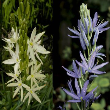 Collection Camassia Blanc et Bleu