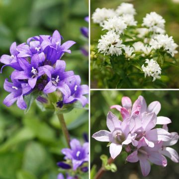 Collection of Clustered Bellflowers