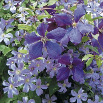 'Sky Blue - Indigo' Clematis Collection