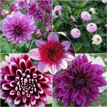 Byzantine Dahlias Collection