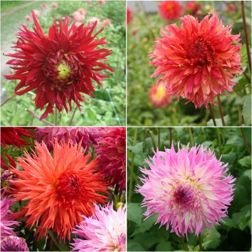 Collection Dahlias Feu d'Artifice