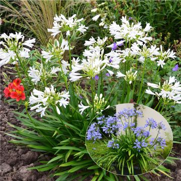 A Duo of Agapanthus Pitchoune 