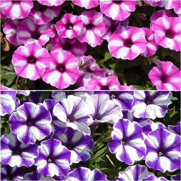 Star Petunia Duo Collection