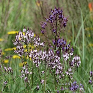 Duo of Verbena hastata