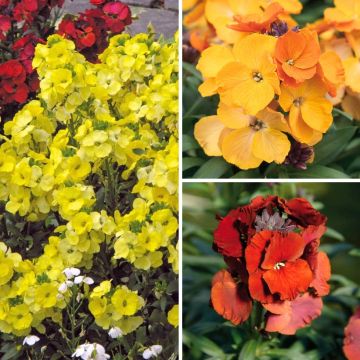 Erysimum Collection Warm Tones - Wallflower