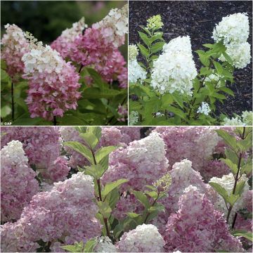  Collection of Hydrangea paniculata