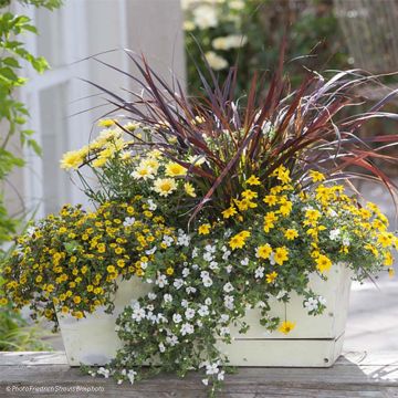 Collection Jardinière Jaune - 5 variétés d'annuelles