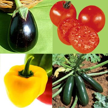 'Mediterranean' Vegetable Collection - 4 vegetable seedlings