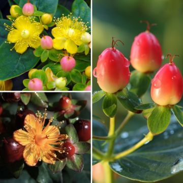 Decorative Fruit St John's Wort Collection