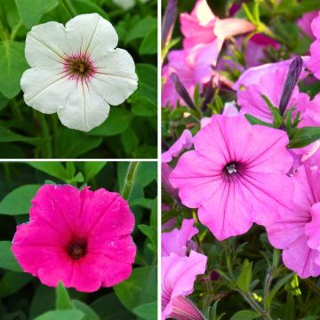 Petunia Vista Collection