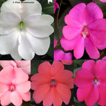 Selection of 5 Sunpatiens Impatiens 