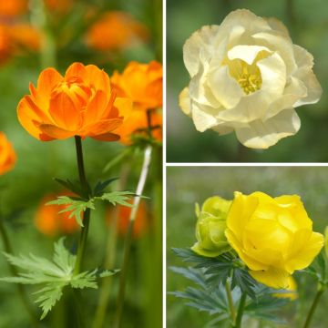 Trollius Collection