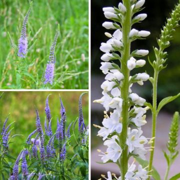 Veronica longifolia Collection - Longleaf Veronicas