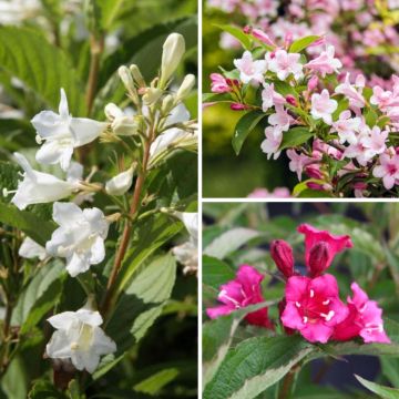 Weigela Collection for hedges and borders