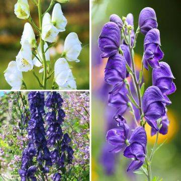 Blue and white Aconitum Collection