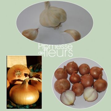 Flavour Collection - garlic, onion, shallot plants - vegetable bulbs
