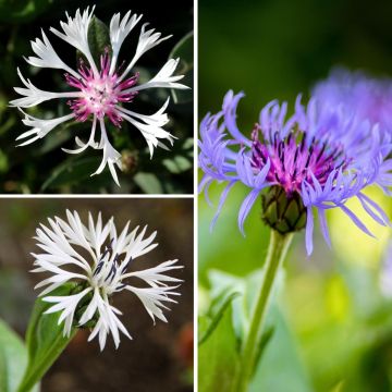 Perennial Cornflower Collection