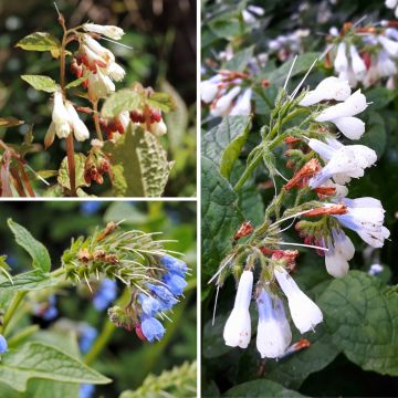 Comfrey collection