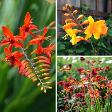 Crocosmia collection