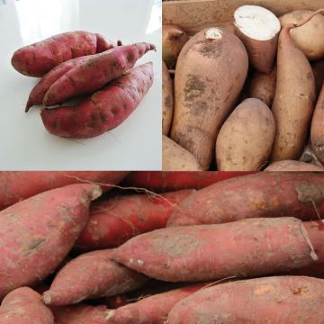 Discovery collection of 3 sweet potato plants
