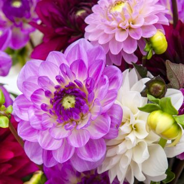 Dahlia bouquet collection