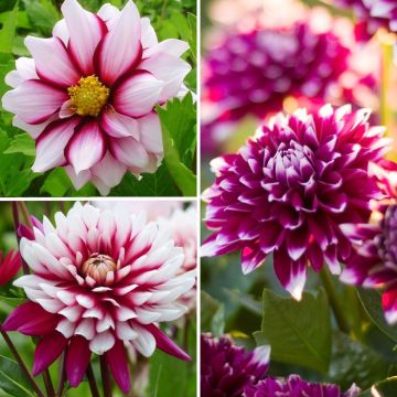 Best Value Dahlia Collection (purple and white)