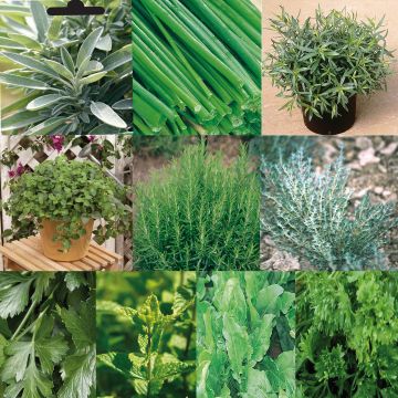 Collection of 10 Aromatic Plants
