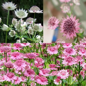 Selection of 3 Astrantia major