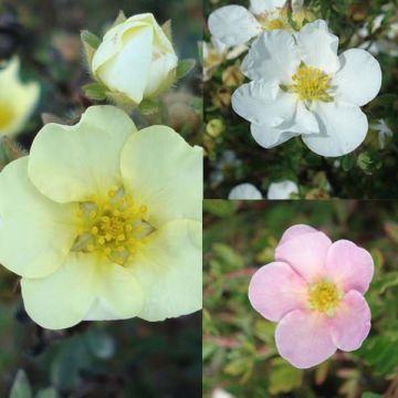  Collection of 3 Potentilla fruticosa