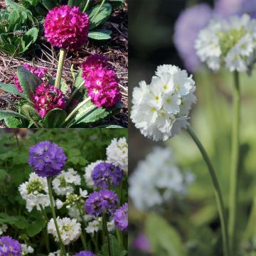 Collection of 3 Primrose Balls