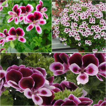 3 scented geraniums - Pelargonium