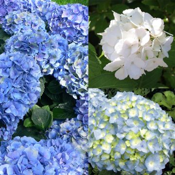 Collection de 3 hortensias macrophylla