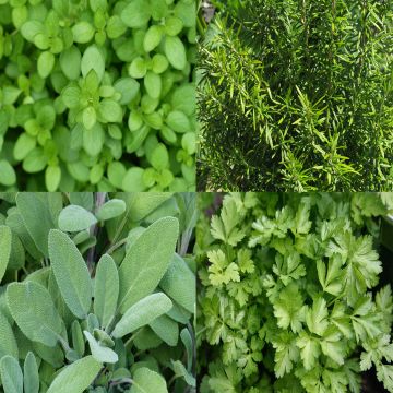 Collection of 4 Aromatic Herbs for Barbecues
