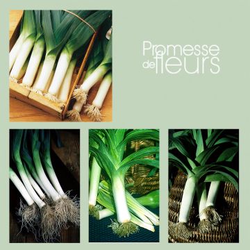 Leek Collection - 4 Varieties for Long Harvests