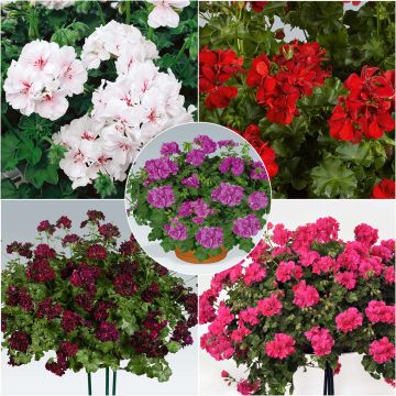 5 double ivy-leaf geraniums