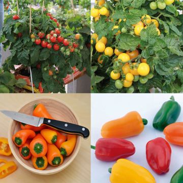 Collection of 5 Young Tomato and Pepper Plants for Balconies